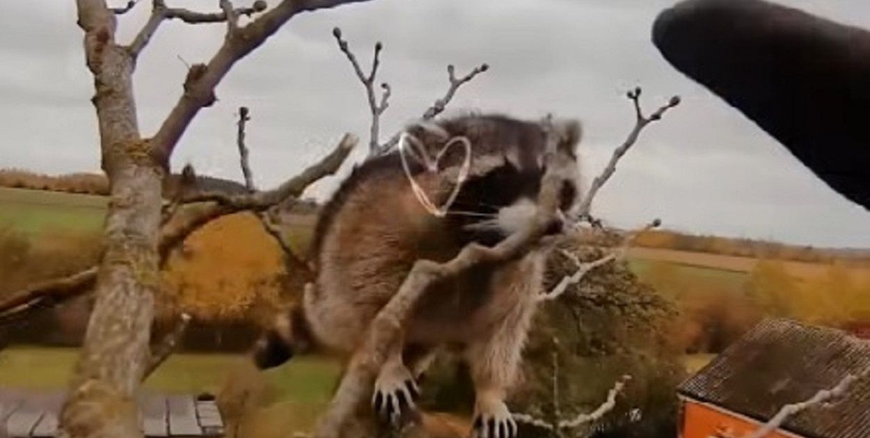 Nowy Białynin: Strażacy wezwani do niezidentyfikowanego zwierzęcia