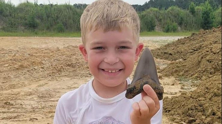 Znaleziony ząb należy do kuzyna megalodona