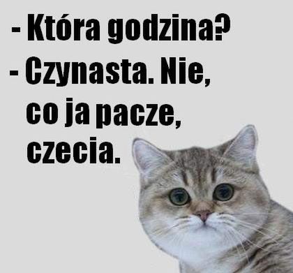 Nyan Cat, kot paczacz, Kitler. 10 najlepszych kocich memów [wideo i zdjęcia] 4