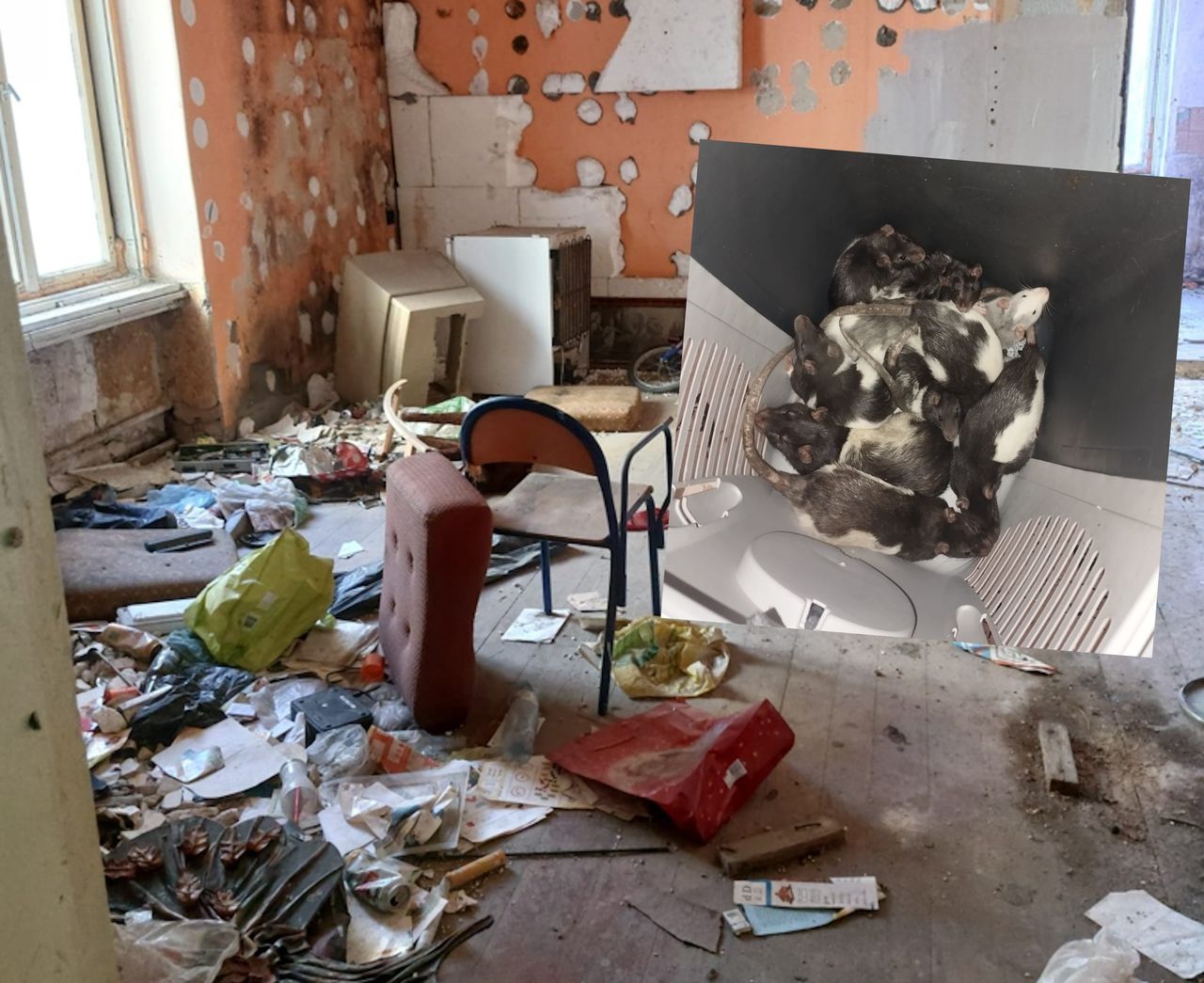 Dziury w ścianach i podłogach. Szczury opanowały kamienicę w centrum Szczecina