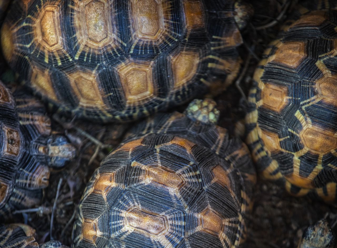 They wanted to smuggle over 1000 turtles.