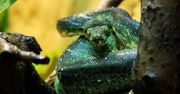Nowy mieszkaniec płockiego ZOO - Pyton zielony!