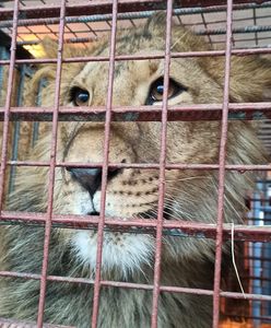 Zwierzęta ewakuowane z azylu z okolic Kijowa dotarły do poznańskiego zoo