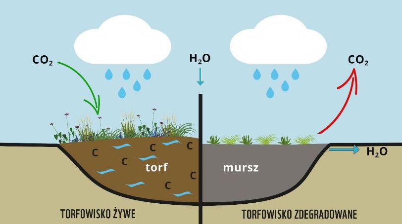 Schemat pokazujący wpływ zdrowego i zniszczonego torfowiska na obieg dwutlenku węgla i wody