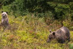 Tatry. Zamknięte szlaki w rejonie Doliny Gąsienicowej