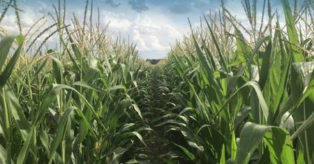 Skarlała kukurydza. Kondycja plantacji w połowie lata