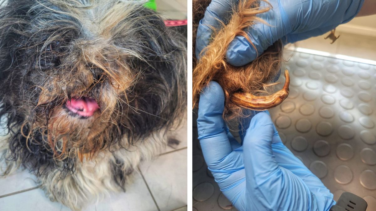 Skrajnie zaniedbana sunia zostałą odebrana właścicielce