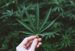 Legalna marihuana w Niemczech? Może to się wydarzyć już niedługo