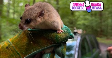 Leśnicy przygotowują je do życia na wolności. "Są bardzo płochliwe"