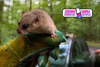 Leśnicy przygotowują je do życia na wolności. "Są bardzo płochliwe"