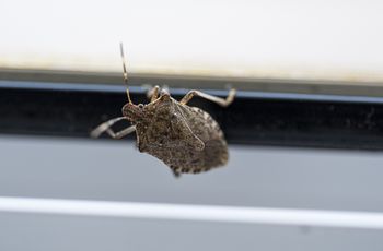 Wchodzą do domów jesienią. Lepiej ich nie rozgniataj