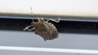 Wchodzą do domów jesienią. Lepiej ich nie rozgniataj