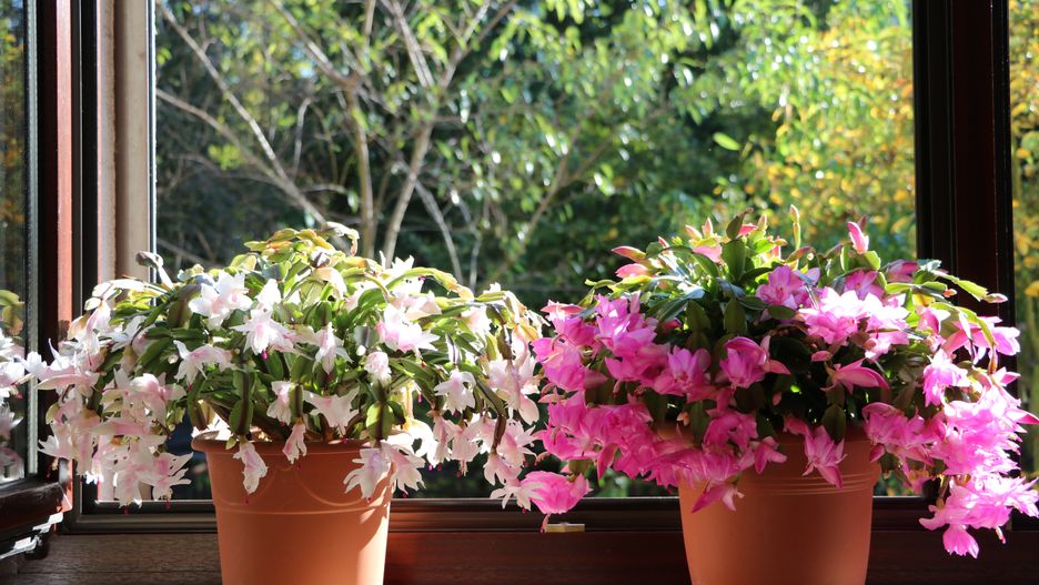 1 grudnia podlej grudnika tym roztworem