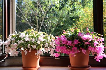 Ostatni dzwonek. W święta roślina się odwdzięczy