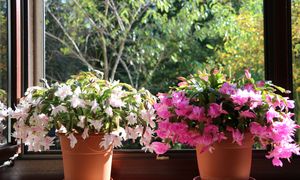 Ostatni dzwonek. W święta roślina się odwdzięczy