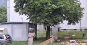 Łódź: Szerszenie na drzewie przy placu zabaw. Pomogli strażacy