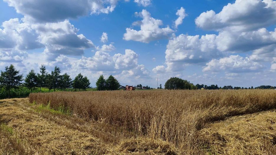 Kończą się żniwa 2025 w Wielkopolsce. Pogoda w kratkę, grzyb na pszenicy i niskie ceny w skupach. Rolnicy nie zarobią?