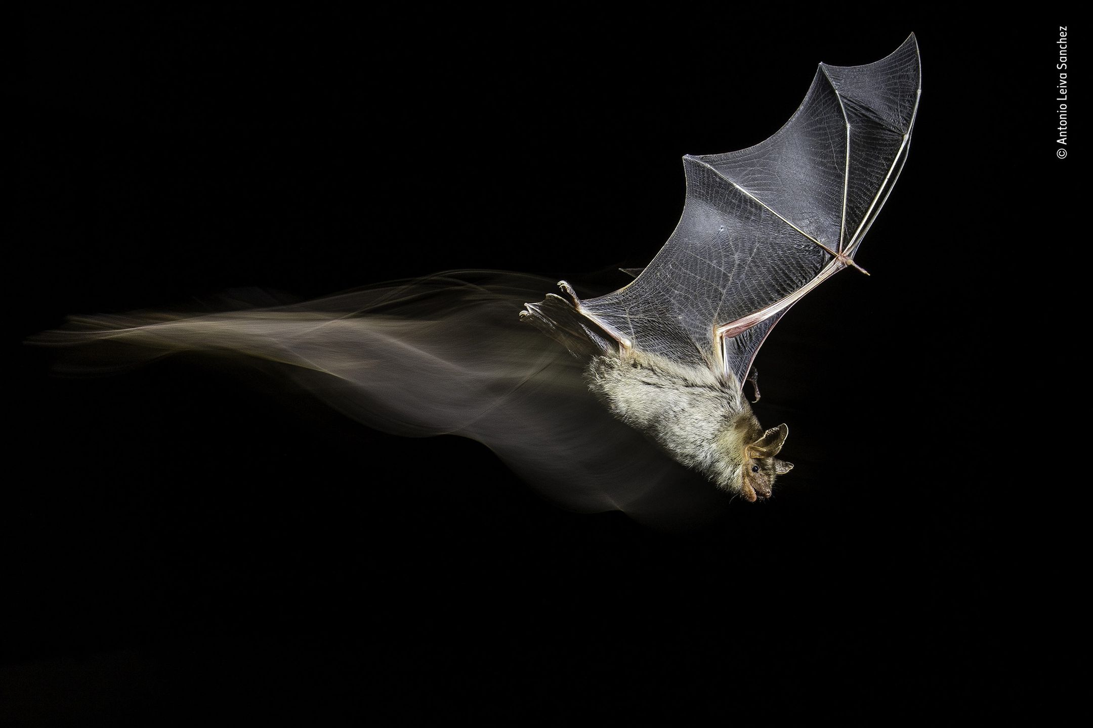Panasonic przyzna nagrodę publiczności w konkursie Wildlife Photographer of the Year 22