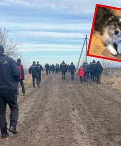 Trzylatek przetrwał noc dzięki psu. Szczęśliwy finał poszukiwań