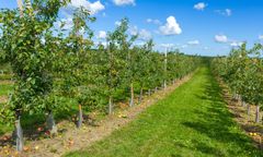 Włamanie do sadu. Nagle pojawił się właściciel