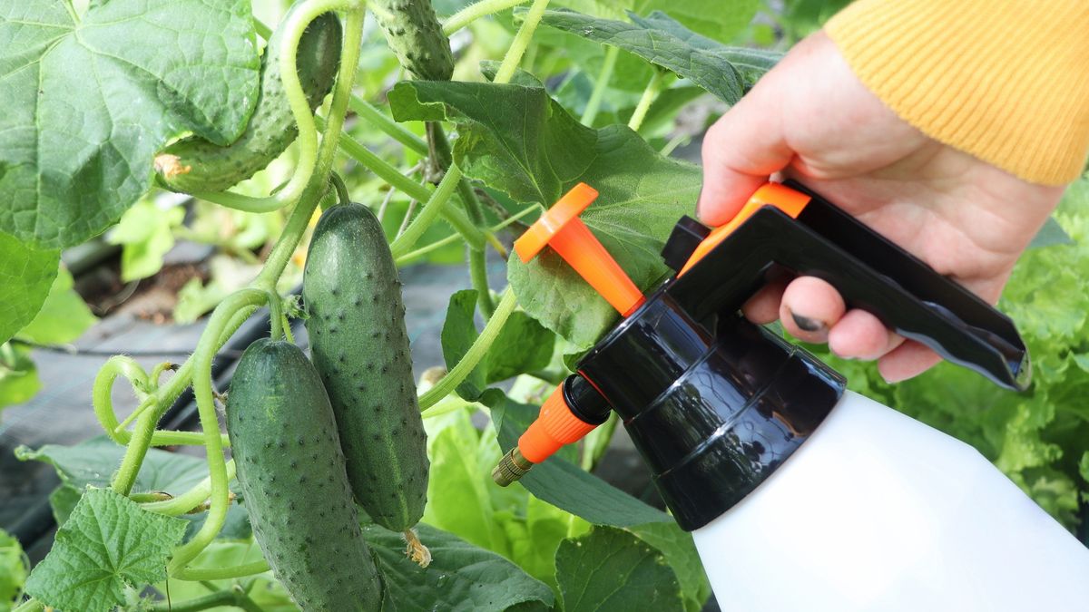 Woman working in greenhouse with sprayer. Gardener in respirator taking care of cucumber plants
Woman working in greenhouse with sprayer. Gardener in respirator taking care of cucumber plants .
Vaivirga
