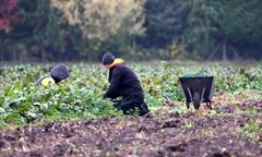 Samozbiory pogrążą rolników? Fiskus może upomnieć się o VAT