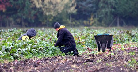 Samozbiory pogrążą rolników? Fiskus może upomnieć się o VAT