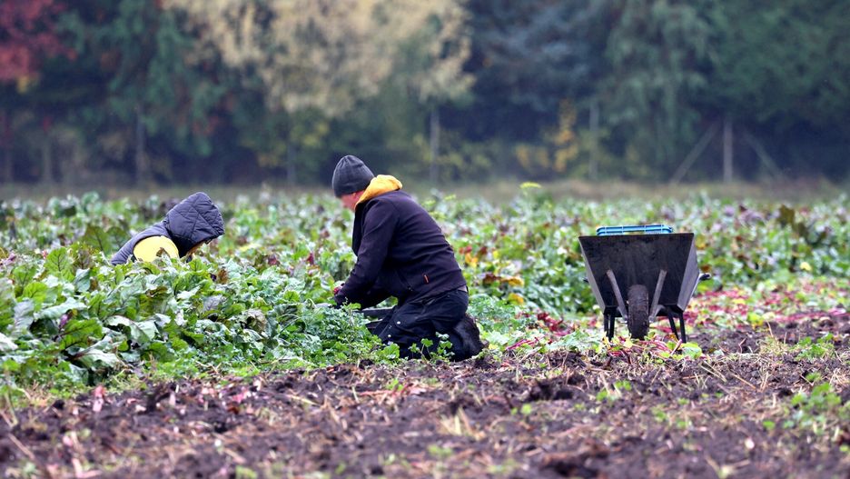 Samozbiory u polskich rolnik�w
Fot. Wojciech Olkusnik/East News, 11.10.2025. Samozbiory w woj. kujawsko-pomorskim. Rolnicy i producenci warzyw regularnie organizuja samozbiory w zwiazku z problemami ze zbytem swoich plonow. Ceny w skupach sa za niskie, a magazyny i przetwornie nie chca przyjmowac towaru. N/z zbior burakow w gospodarstwie rolnym w Bieganowie k. Radziejowa.
Wojciech Olkusnik