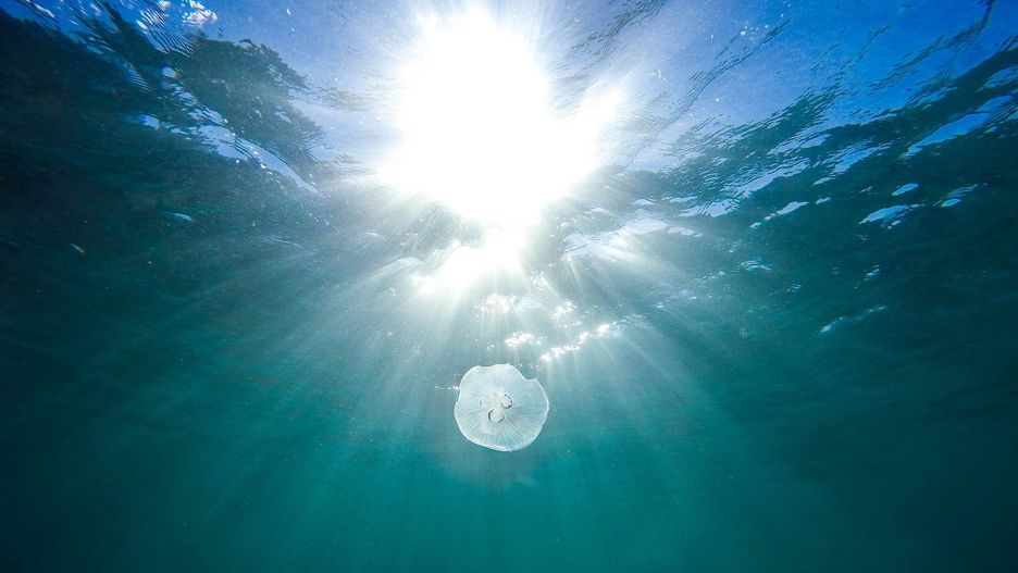 Australia. 17-letnia ofiara śmiertelna poparzenia przez osę morską