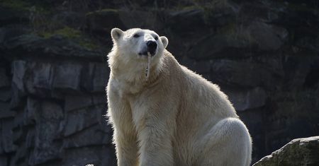 Niedźwiedź polarny chciał włamać się do domu na Islandii. Szokująca sytuacja