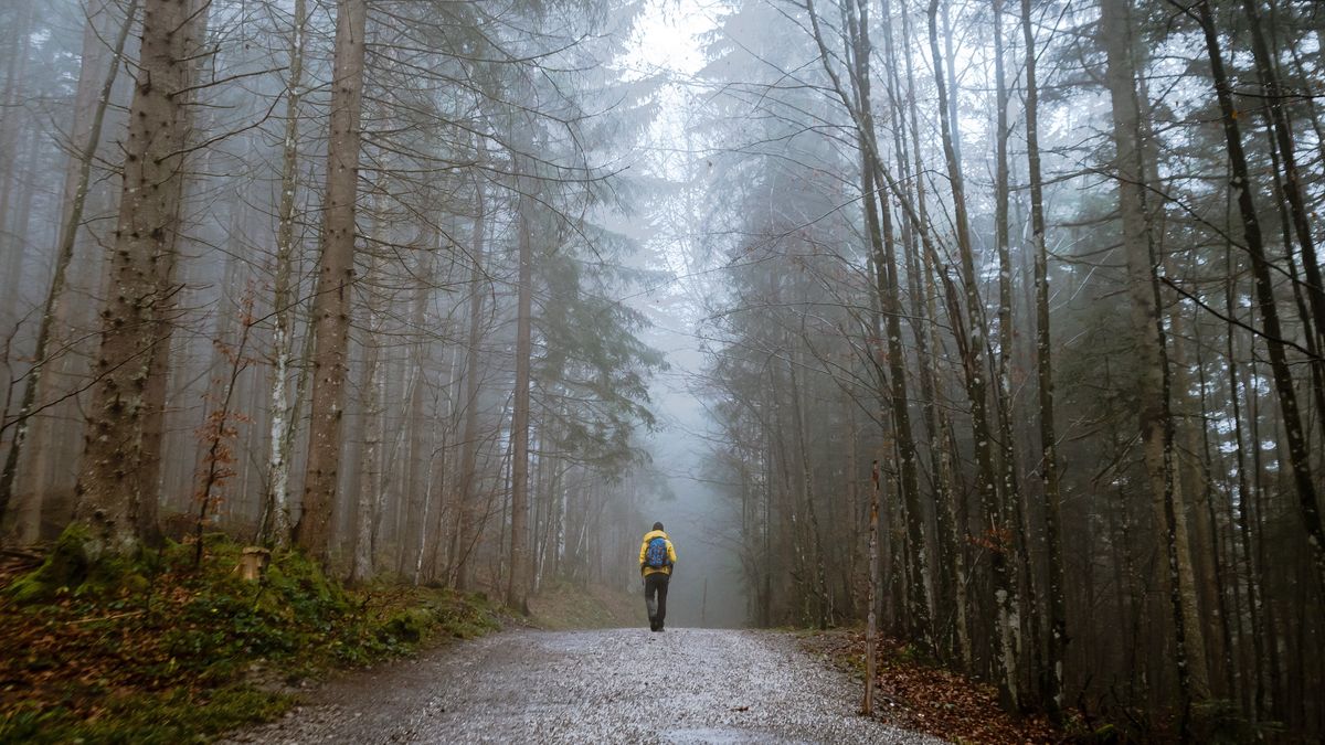 Niektóre nadleśnictwa żądają pieniędzy za wstęp do lasu - chodzi o uczestników imprez sportowych  