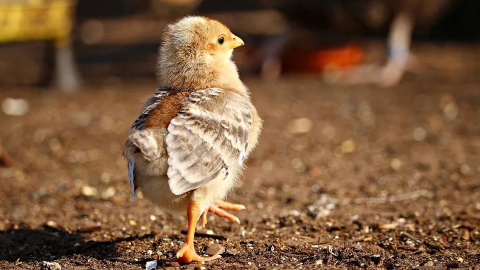 Mamy status kraju wolnego od wysoce zjadliwej grypy ptaków