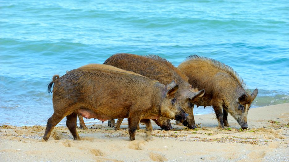 Dziki na plaży (zdjęcie ilustracyjne) 