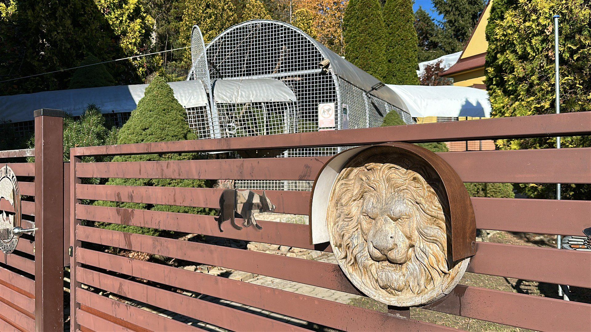 Mieszkaniec Czchowa na swojej posesji hoduje lwa i tygrysa