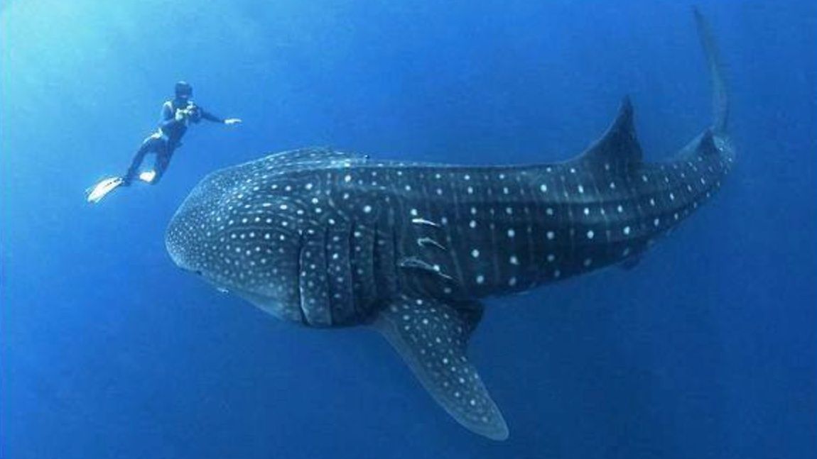 Kłusownicy zabili w Morzu Czerwonym "przyjaciela turystów". W Egipcie aż kipi ze złości