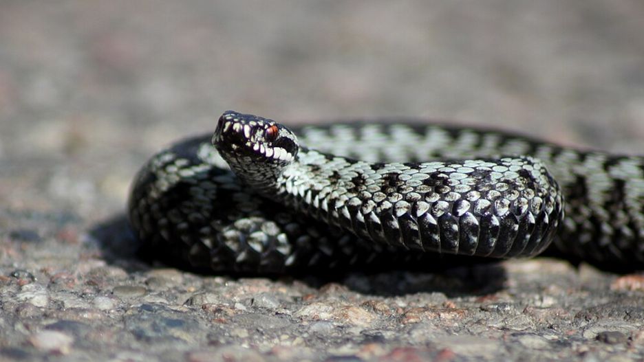 Pojawiły się w lasach w Kujawsko-Pomorskiem.