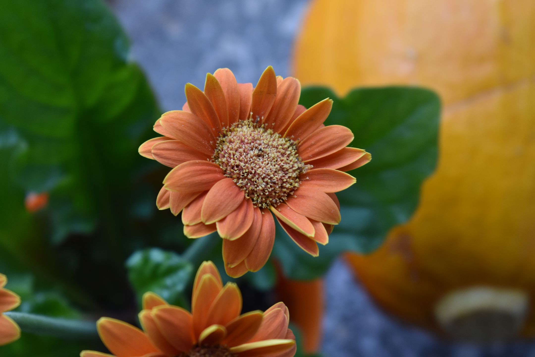 Nikon D3400 - test lustrzanki dla każdego 51