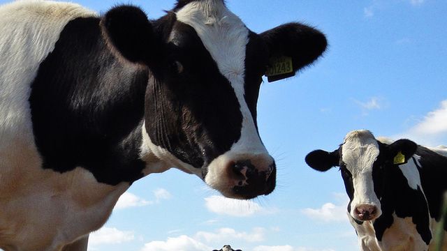Nowy pomysł Chińczyków - ludzkie mleko od krów 1