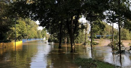 Uciekła przed wodą na drzewo. Kotka czekała na ratunek dwa dni