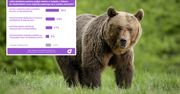 Strzelanie do niedźwiedzi? Polacy odpowiedzieli. Oto wyniki