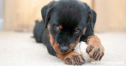 Czy rottweiler nadaje się do bloku?