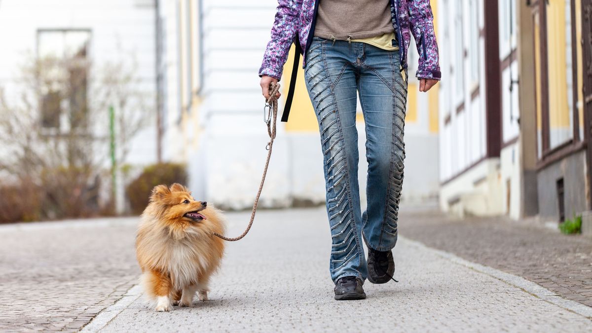 Podatek od psa pobierany jest od posiadacza czworonoga, a nie od właściciela 