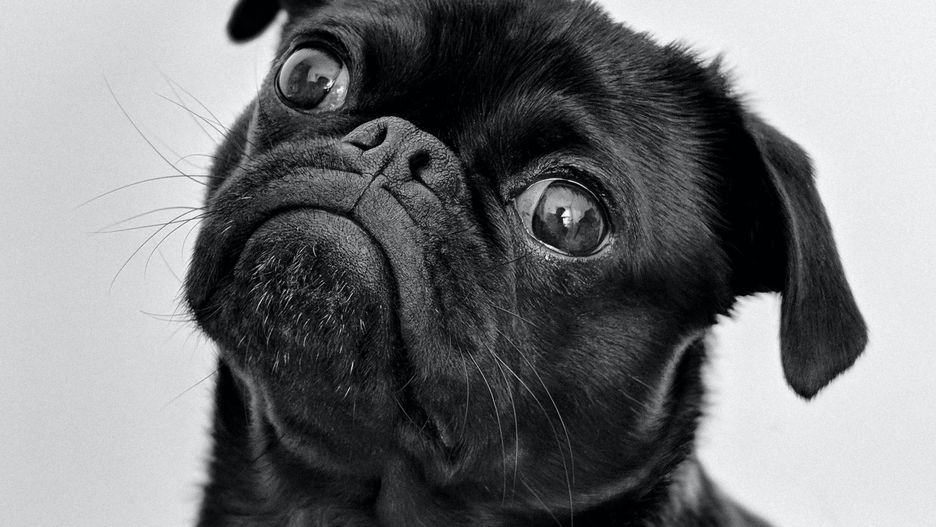 Mops (zdjęcie ilustracyjne)