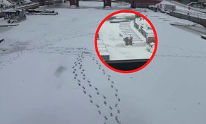 Motława się topi. A ludzie? Aż chwyciła za telefon, gdy to zobaczyła