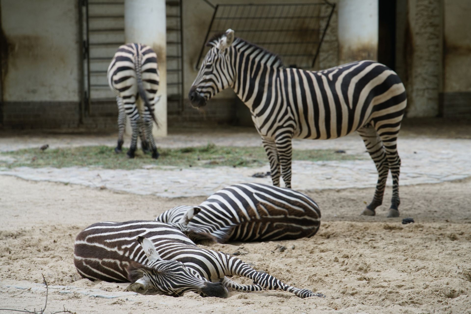 Sony FE 70–200 mm f/2.8 GM OSS - zdjęcia przykładowe z ZOO w Berlinie 36