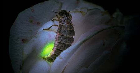 Są jak małe czołgi. Tajemnicze larwy w ogrodzie