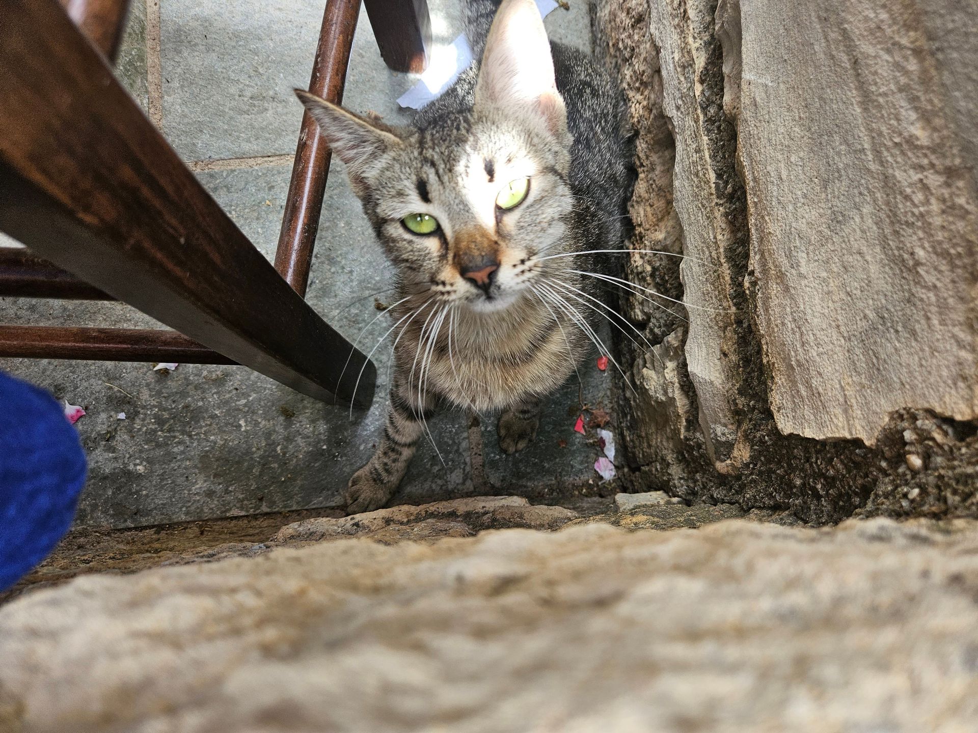 Koty w Spili (Kreta)