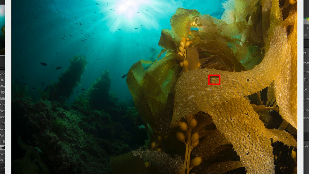 Darmowa wtyczka do Lightrooma, która pokaże, gdzie znajduje się punkt ostrości 1