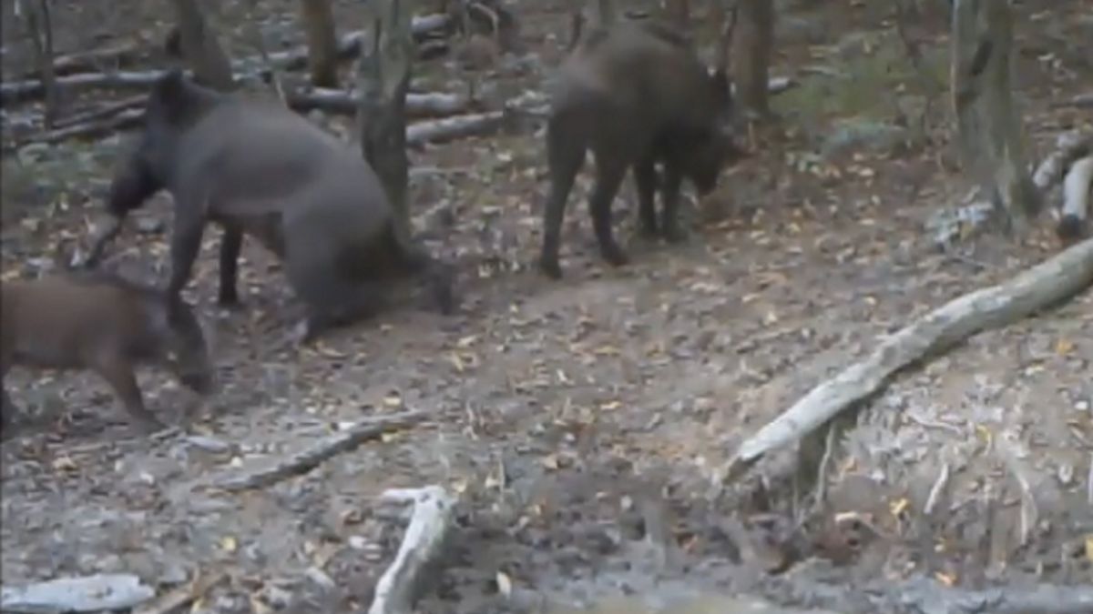 Dziki w Nadleśnictwie Baligród