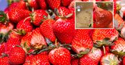 Zrób to, zanim zjesz truskawki. Pozbędziesz się robaków i pestycydów
